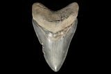 Serrated, Fossil Megalodon Tooth - Georgia #78187-1